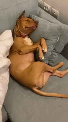 New Year Sleeping GIF by JustViral.Net